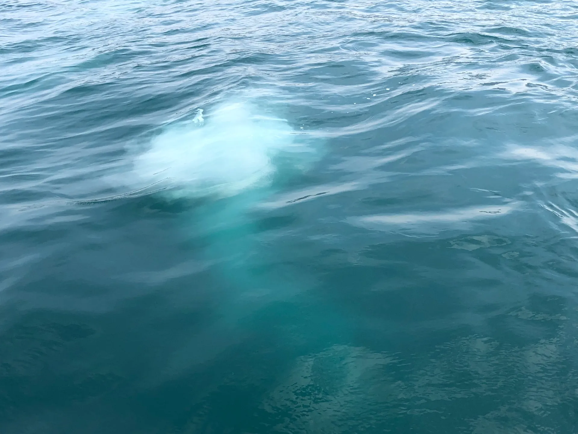 火葬式と海洋散骨